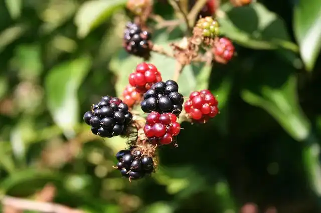 bramble image