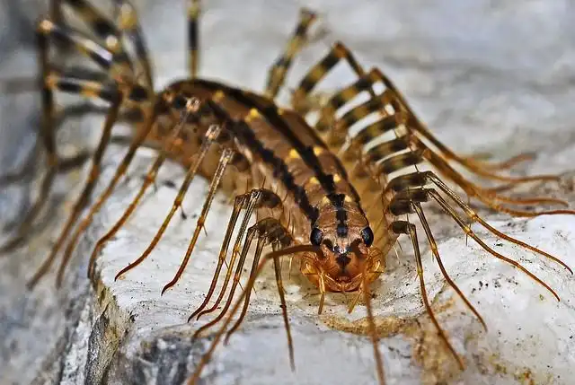 centipede image