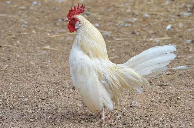 cock image