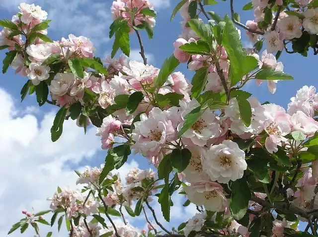 crab-apple image