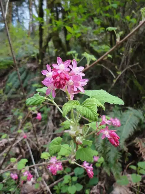 current-currant image