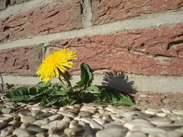 dandelion image