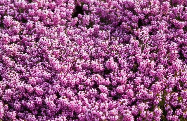 heather image