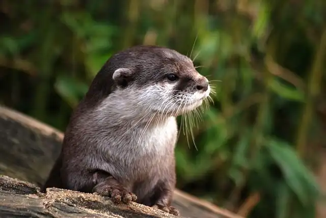 otter image