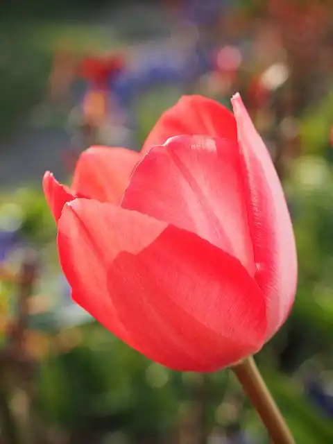 tulips image